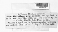 Belonidium pruinosum image